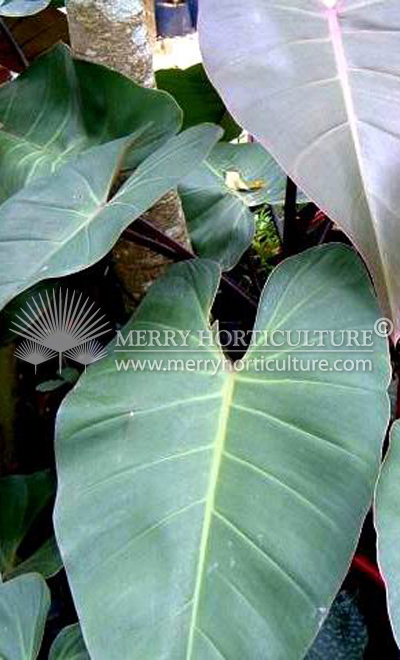 Philodendron 'imperial red'